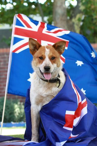 انتقال سگ به استرالیا