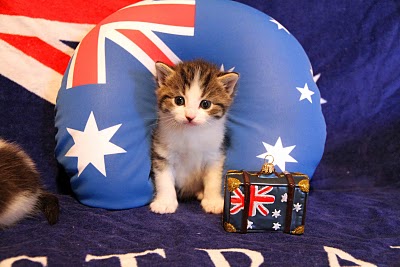 انتقال گربه به استرالیا