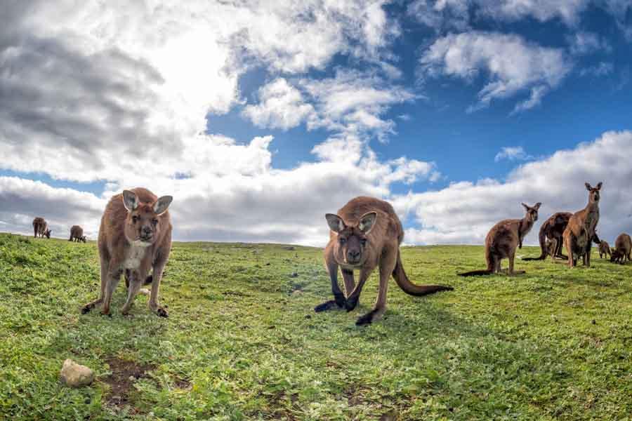 حیات وحش زیبا در استرالیا
